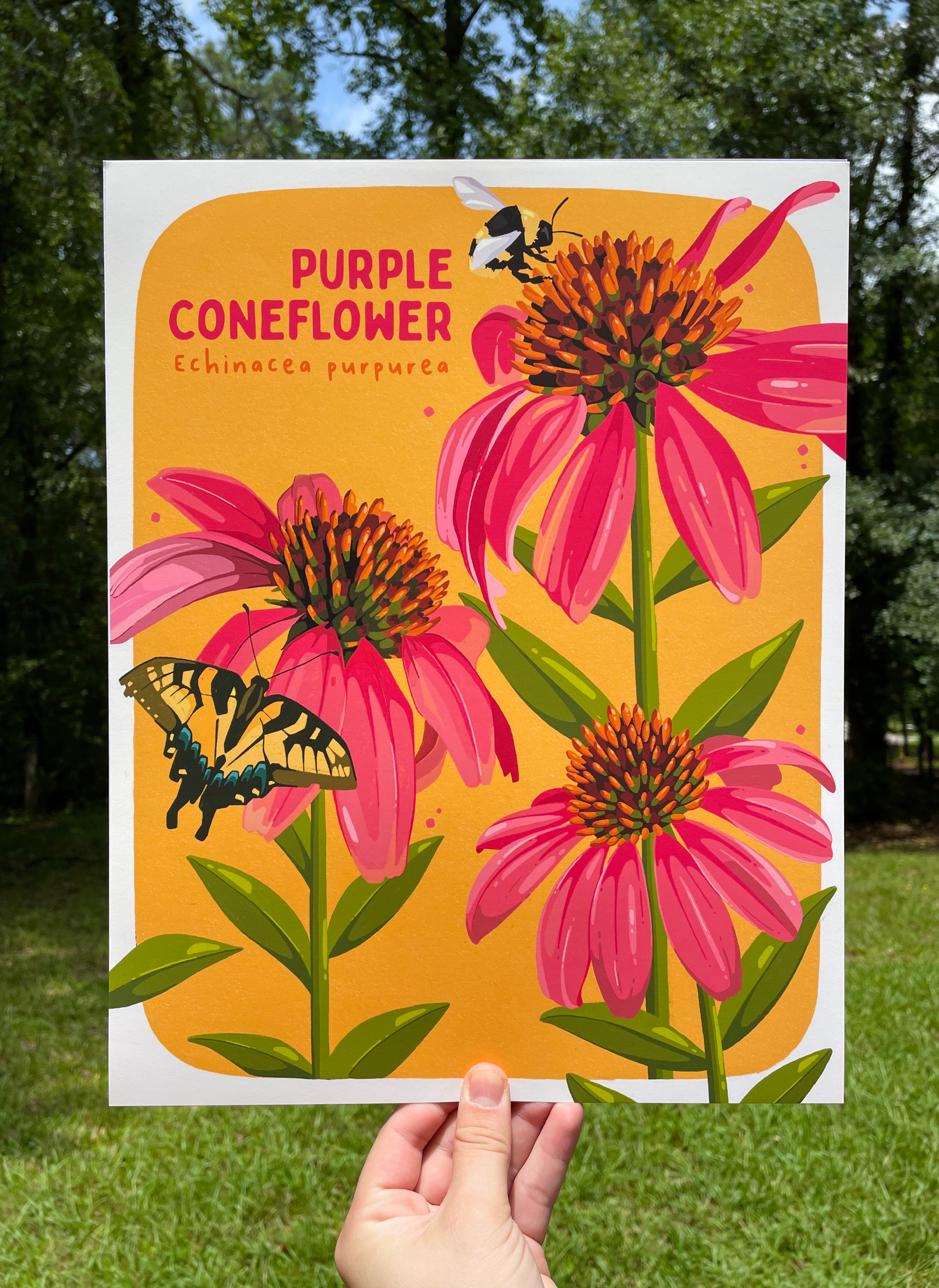 Purple Coneflower 11x14 Print