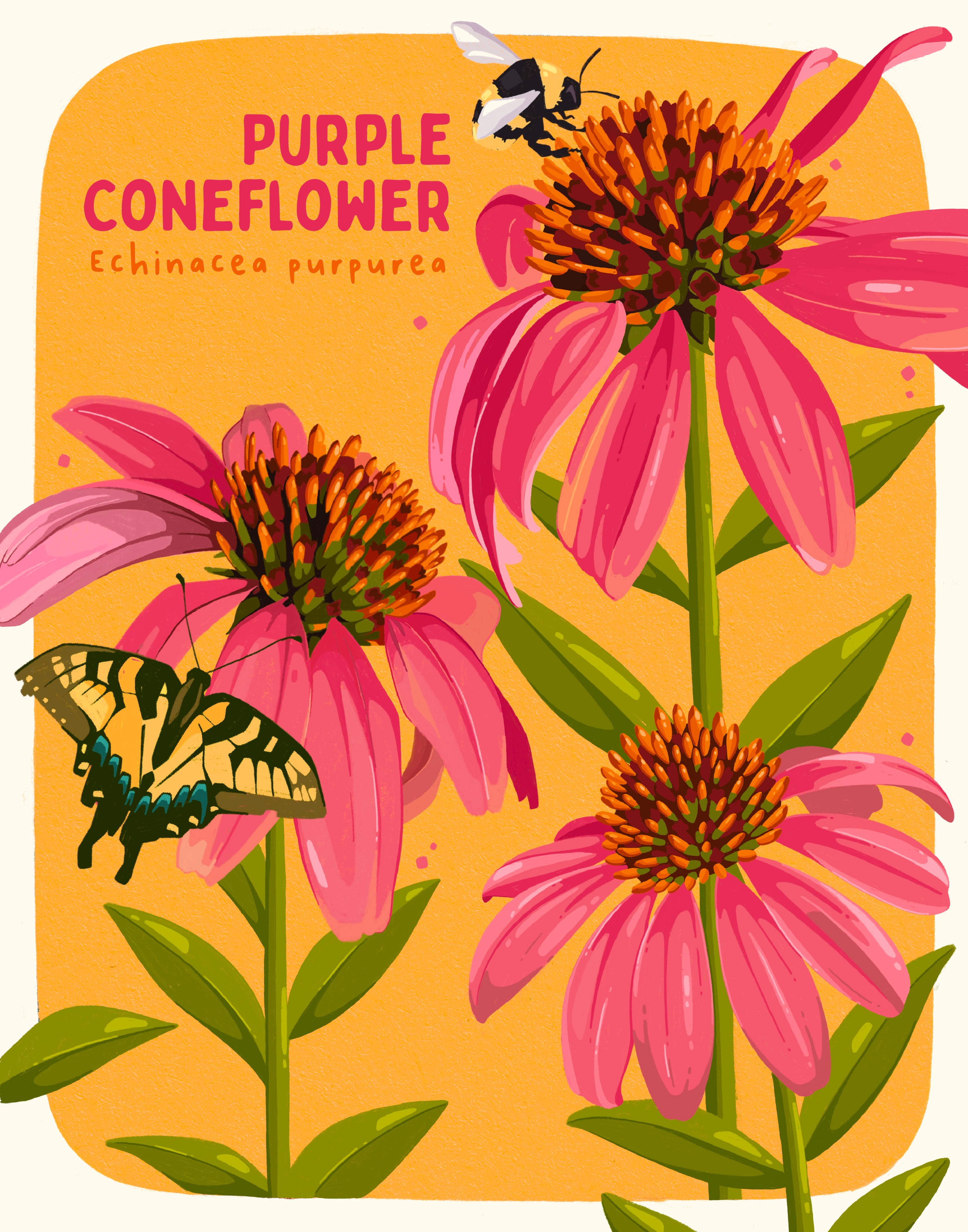 Purple Coneflower 11x14 Print