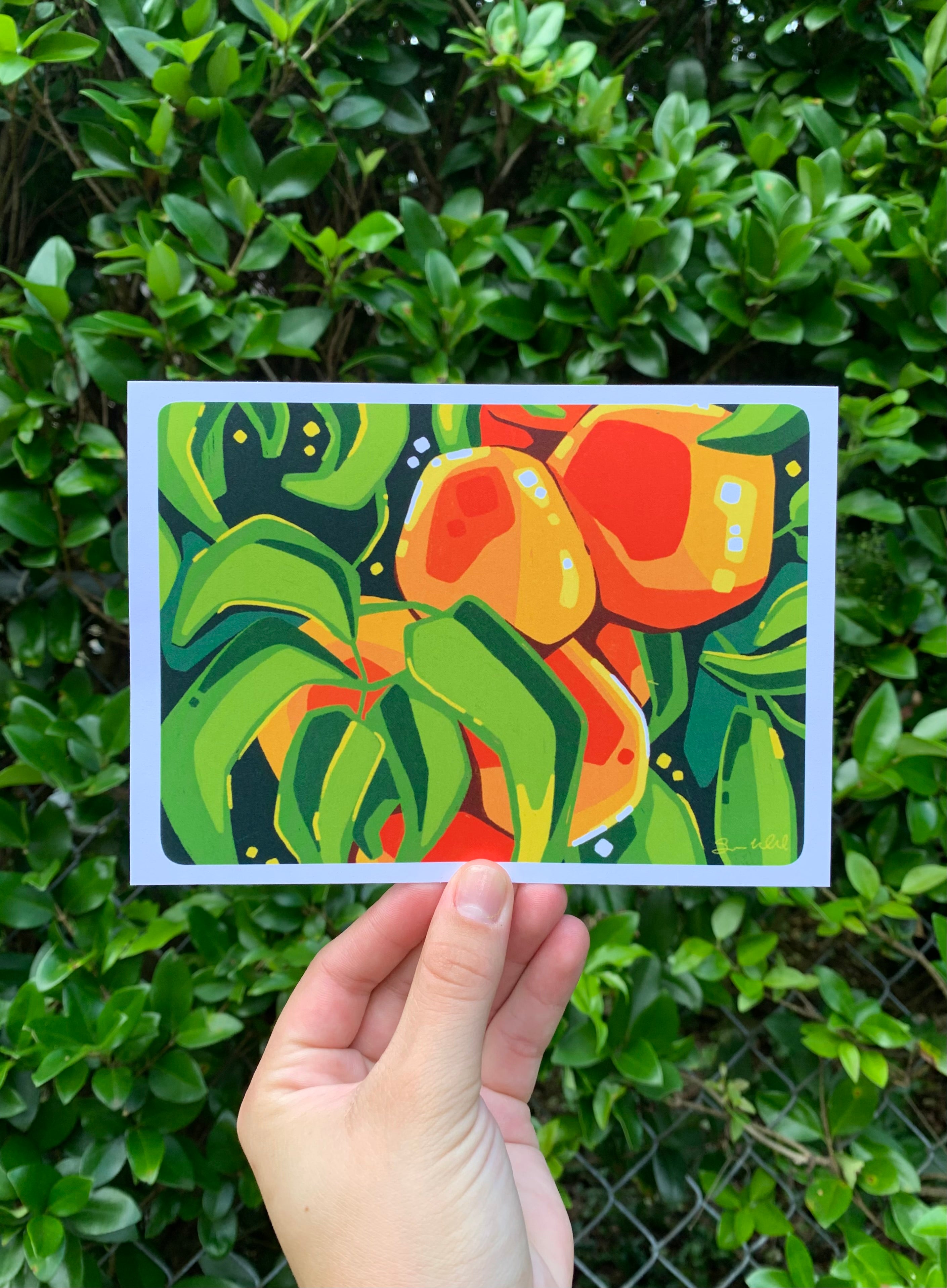 Study of Apricots 5x7 Print