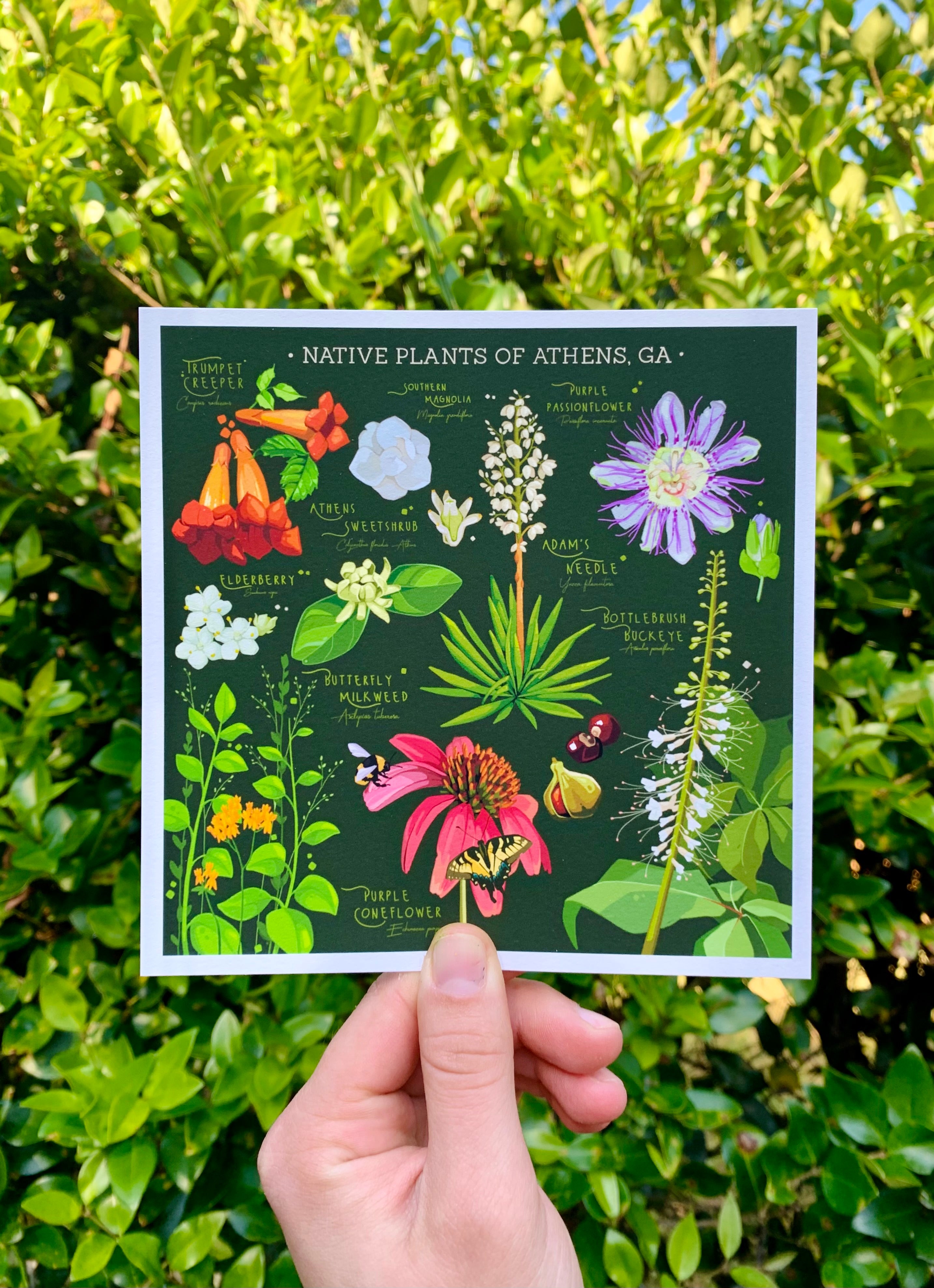 Native Plants of Athens, GA 6x6 Print