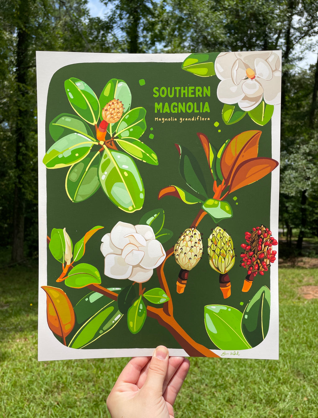 Southern Magnolia 11x14 Print
