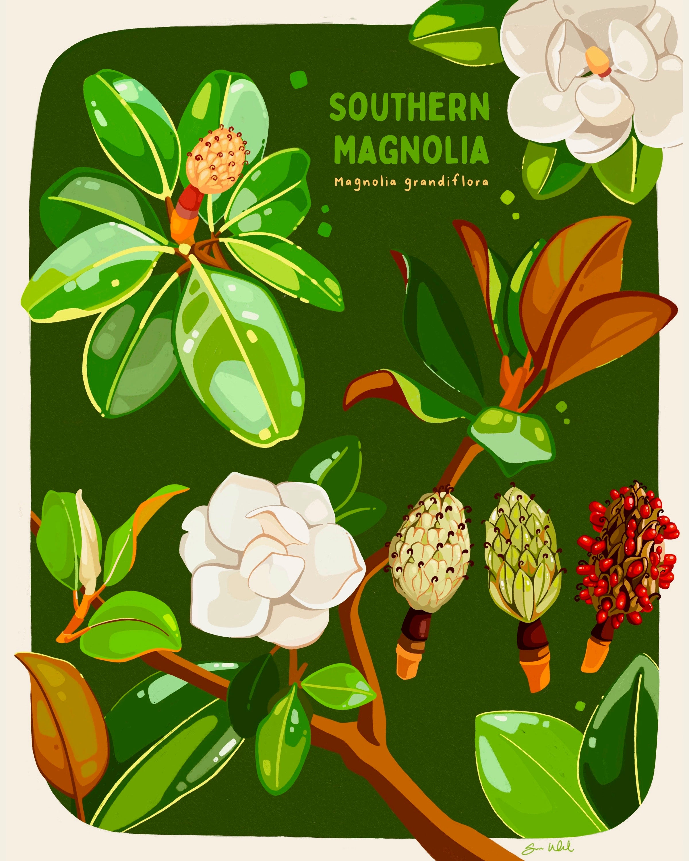 Southern Magnolia 11x14 Print